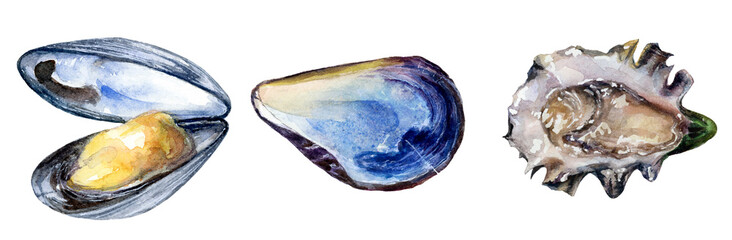 Watercolor hand drawn illustration of seashell, mollusk.