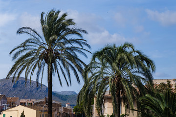 Fototapeta na wymiar two large palm trees in the city on a blue sky with white clouds in the background; natural landscape with palm trees and mountains
