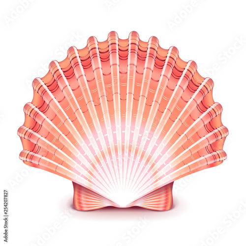Beautiful shell isolated on white vector illustration