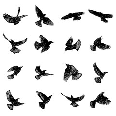 Set of birds flock. Flying crows birds. Hand drawing. Vector.
