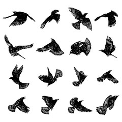 Set of birds flock. Flying crows birds. Hand drawing. Vector.