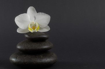 White orchid and black stones on a dark background.