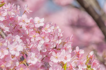 Fototapeta premium 河津桜