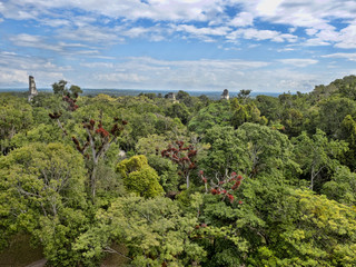Fototapeta na wymiar A view from a pyramid height hidden in a dense forest. Nation's most significant Mayan city of Tikal Park, Guatemala