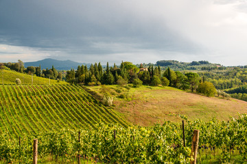 Weinberge in der Toskanalandschaft  des Chianti Classico zwischen Florenz und Siena.