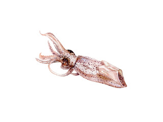 Watercolor hand drawn squid realistic illustration isolated on white.