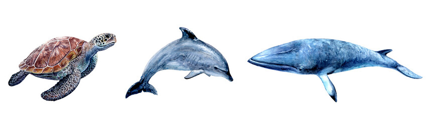 Watercolor hand drawn sea turtle, dolphin, minke whale realistic illustration isolated on white.
