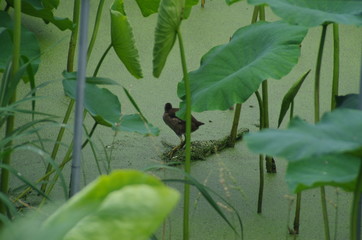 日本　蓮　蓮畑　鳥　バン　