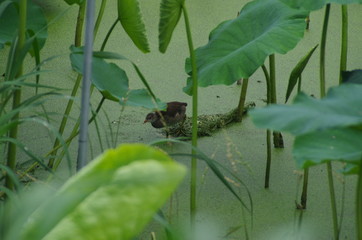 日本　蓮　蓮畑　鳥　バン　
