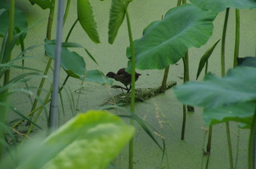 日本　蓮　ハス畑　鳥　