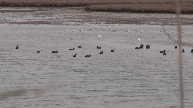 observe group of birds at wetland