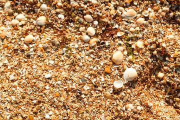 Seashore studded with small shells Horizontal frame
