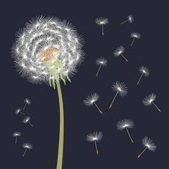 White dandelion with flying seeds. Vector illustration.