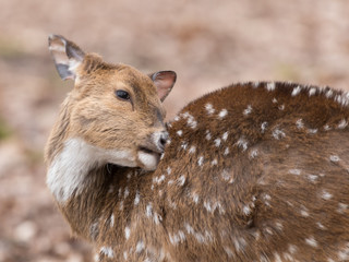 Rotwild