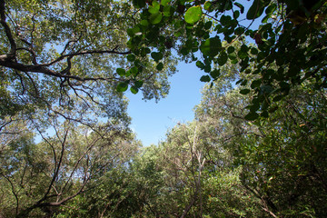 Under tree branches and green leaves with blue sky at forest in Thailand.