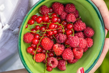 Bowl with fresh raspberry and red currant berries in female hands