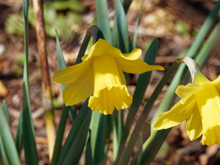 Gros plan sur une fleur de narcisse ou jonquille jaune (Narcissus pseudonarcissus) 