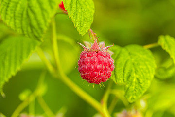Raspberry berry on a bush close up. Harvest concept