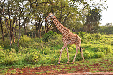 giraffe in wild