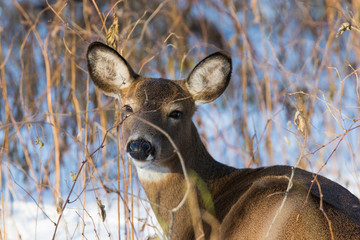 Female white-tailed deer (Odocoileus virginianus) in winter