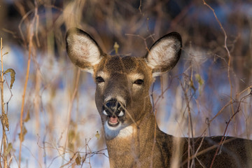 Female white-tailed deer (Odocoileus virginianus) in winter