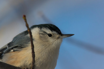 White-breasted Nuthatches