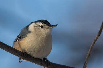White-breasted Nuthatches