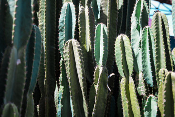 Cacti