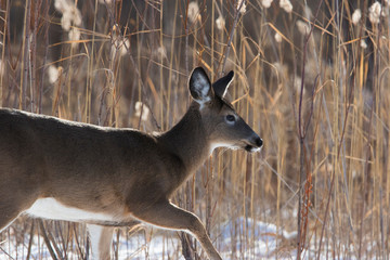 Female white-tailed deer (Odocoileus virginianus) in winter