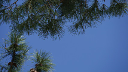 Pine needles in the sky