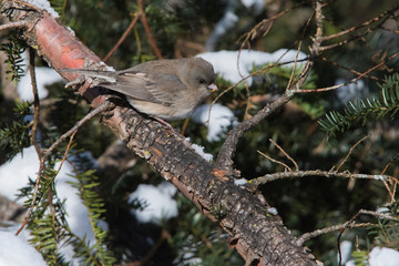 Dark-eyed Junco in winter