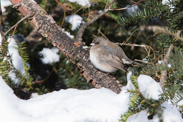 Dark-eyed Junco in winter