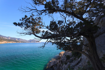 Mediterranean juniper