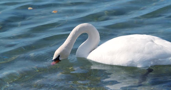 Beautiful white swans swim in the sea.