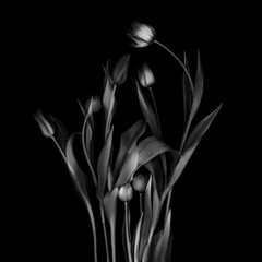 black and white tulips