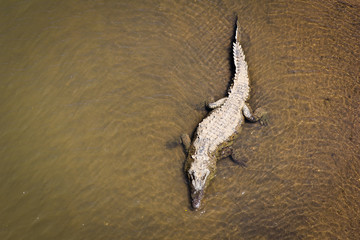 Crocodile + Lagoon 3