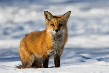 fox hunting squirrels in winter