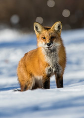 Naklejka na ściany i meble fox hunting squirrels in winter