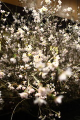 夜の桜