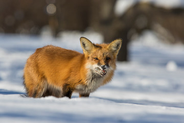 fox hunting squirrels in winter