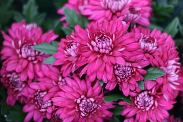 Chrysanthemums. Beautiful flowers.