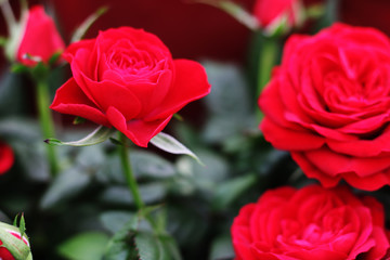 Red rose. Beautiful flowers.