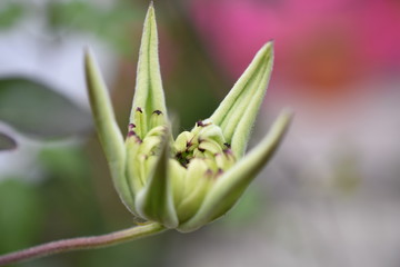 Waldrebe Clematis Vienneta Sternblüte blau weis Staude winterhart Gartenpflanze