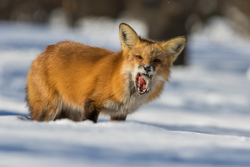 fox hunting squirrels in winter