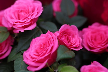 Red rose. Beautiful flowers.