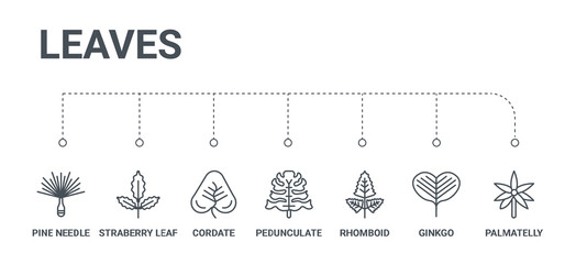 simple set of 7 line icons such as palmatelly, ginkgo, rhomboid, pedunculate, cordate, straberry leaf, pine needle from leaves concept on white background