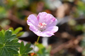 Geranium Storchschnabel Appleblossom Visionpink Gartenpflanze Blüte Rosa Staude winterhart