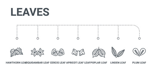 simple set of 7 line icons such as plum leaf, linden leaf, poplar leaf, apricot cercis liquidambar hawthorn from leaves concept on white background