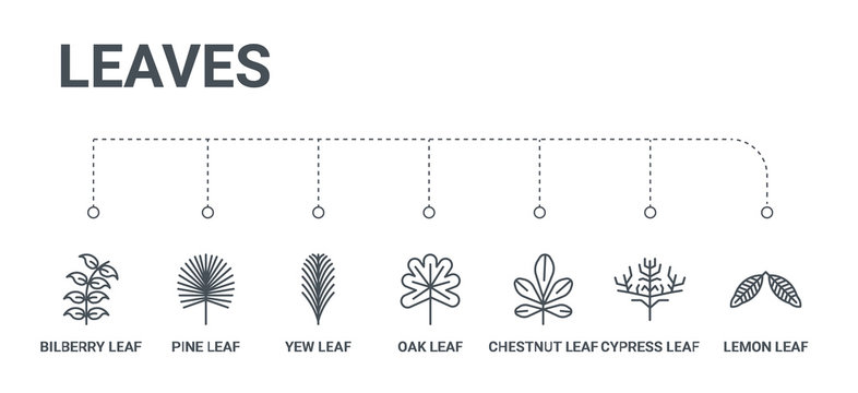 simple set of 7 line icons such as lemon leaf, cypress leaf, chestnut leaf, oak yew pine bilberry from leaves concept on white background