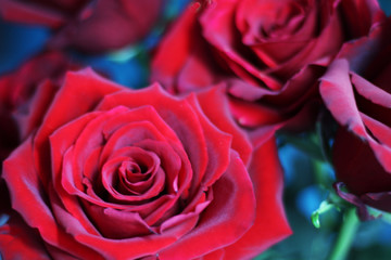 Red rose. Beautiful flowers.